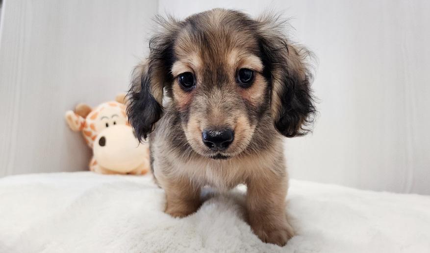 蘭世の男の子① シェーデッド・イエロー男の子