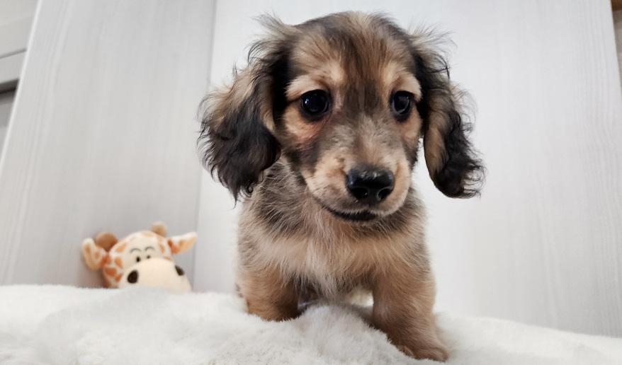 蘭世の男の子① シェーデッド・イエロー男の子