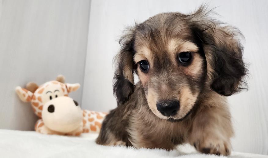 蘭世の男の子① シェーデッド・イエロー男の子