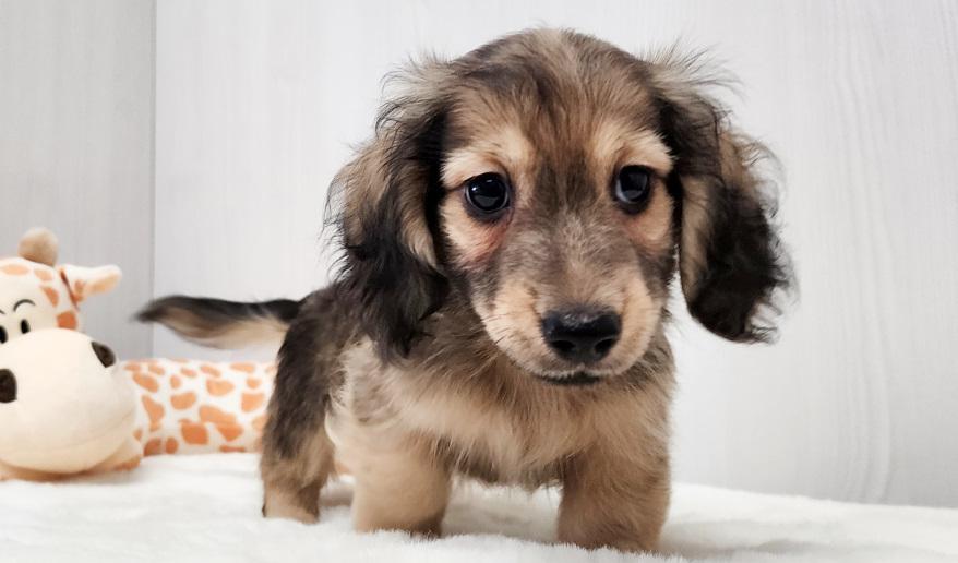 蘭世の男の子① シェーデッド・イエロー男の子