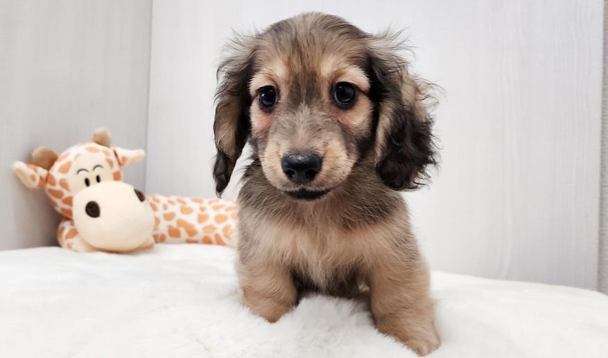 蘭世の男の子① シェーデッド・イエロー男の子