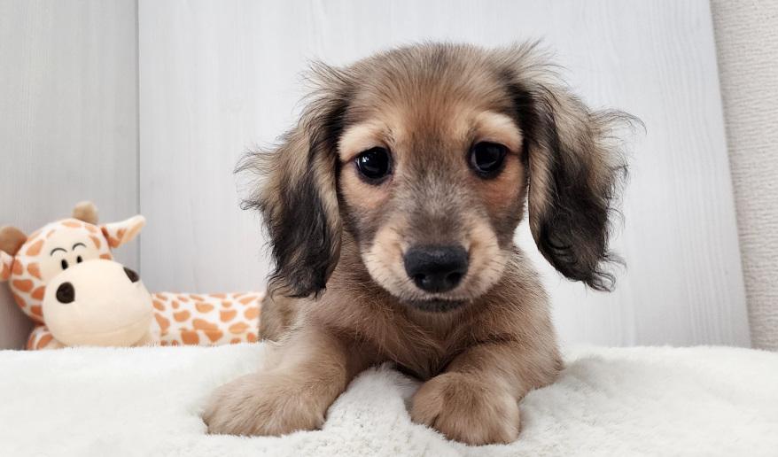 蘭世の男の子② シェーデッド・イエロー男の子