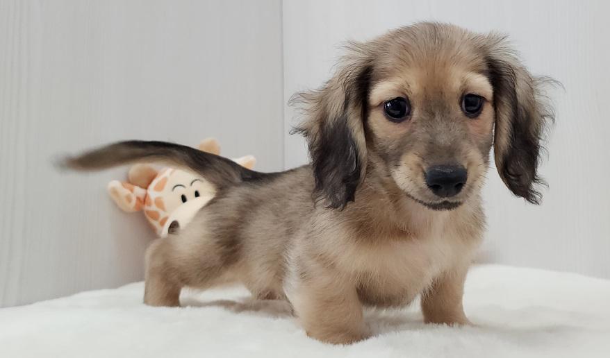 蘭世の男の子② シェーデッド・イエロー男の子