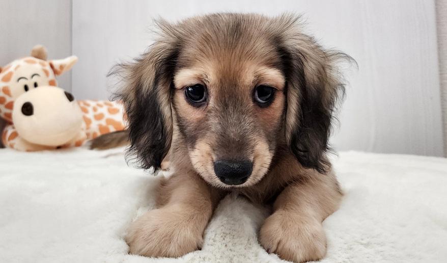 蘭世の男の子② シェーデッド・イエロー男の子