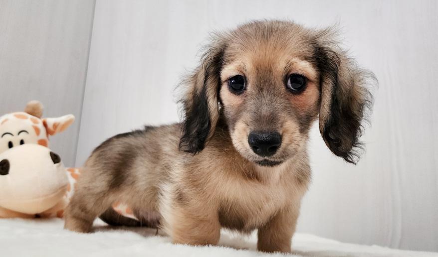 蘭世の男の子② シェーデッド・イエロー男の子