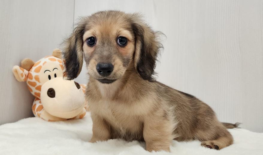 蘭世の男の子② シェーデッド・イエロー男の子