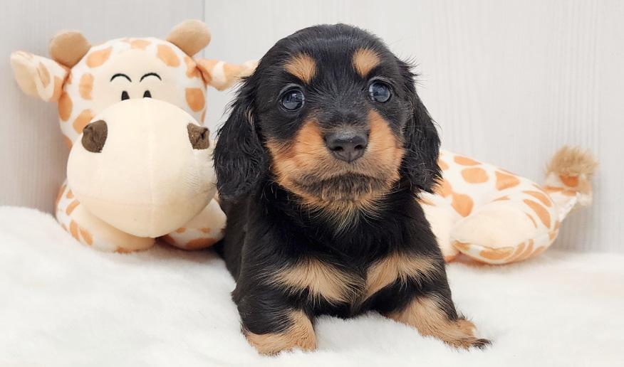 KASUMI　カスミの女の子① ブラック＆タン女の子