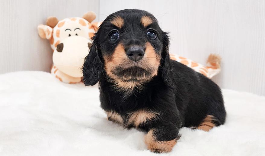 KASUMI　カスミの女の子① ブラック＆タン女の子