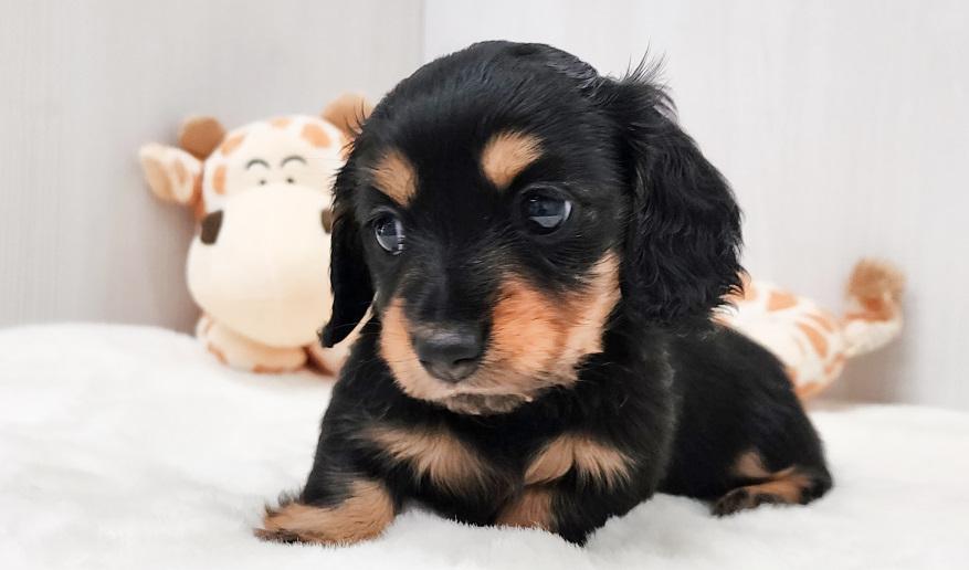 KASUMI　カスミの女の子① ブラック＆タン女の子