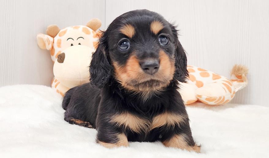 KASUMI　カスミの女の子① ブラック＆タン女の子