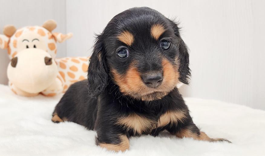 KASUMI　カスミの女の子① ブラック＆タン女の子