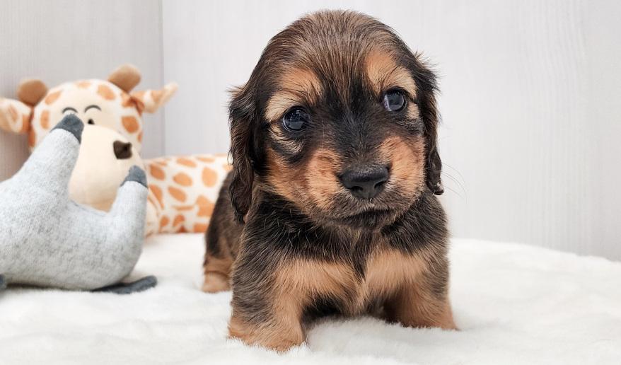 KASUMI カスミの男の子 レッド男の子