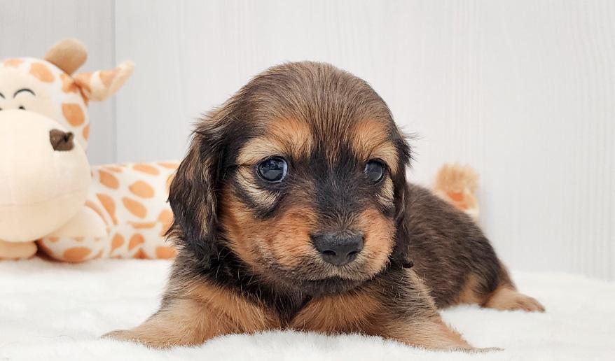 KASUMI カスミの男の子 レッド男の子