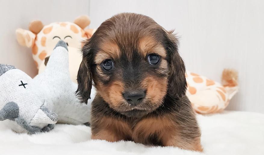 KASUMI カスミの男の子 レッド男の子