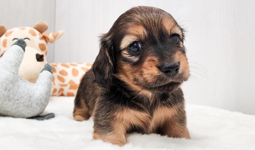 KASUMI カスミの男の子 レッド男の子