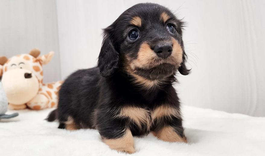 KASUMI カスミの女の子② ブラック&イエロー女の子