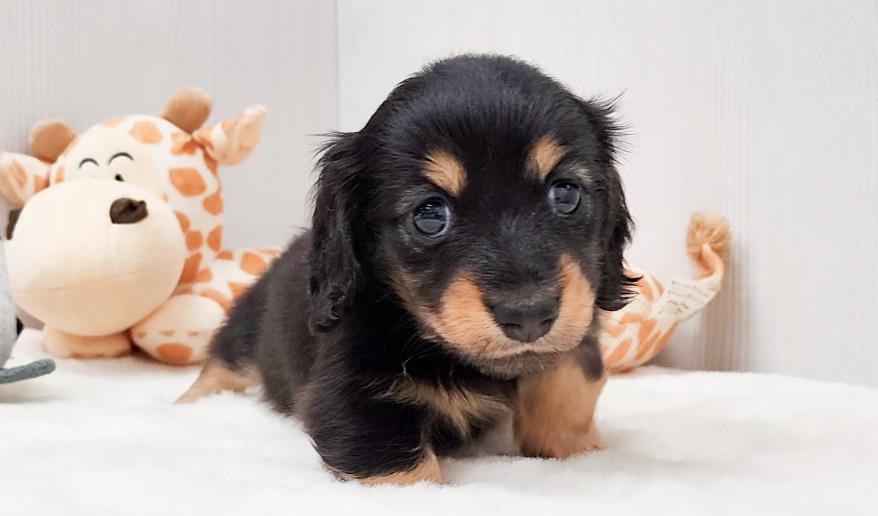 KASUMI カスミの女の子② ブラック&イエロー女の子