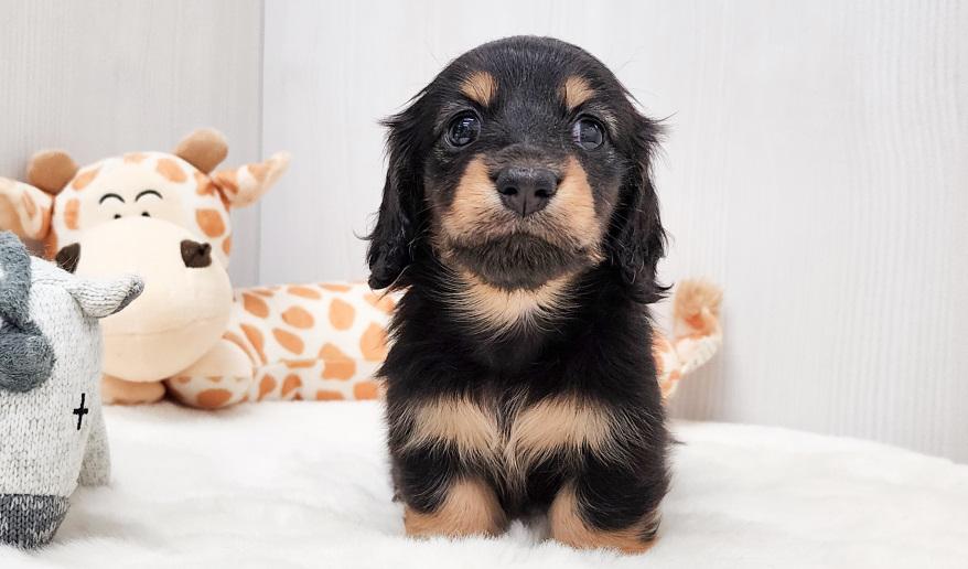 KASUMI カスミの女の子② ブラック&イエロー女の子