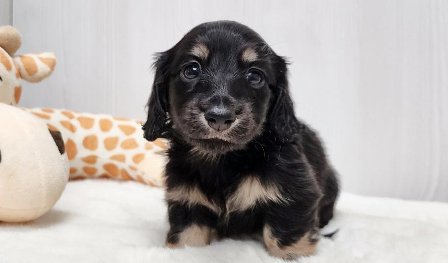 スミレの男の子① ブラック&イエロー男の子