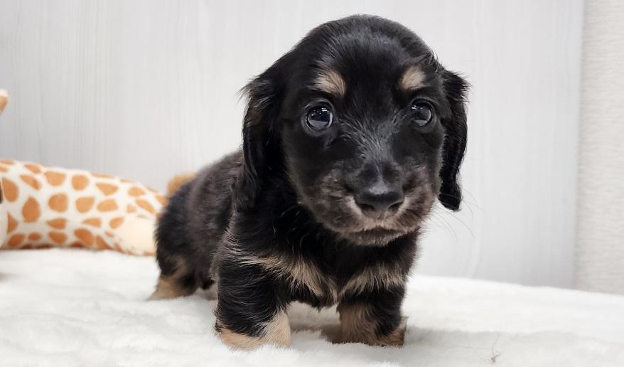 スミレの男の子① ブラック&イエロー男の子