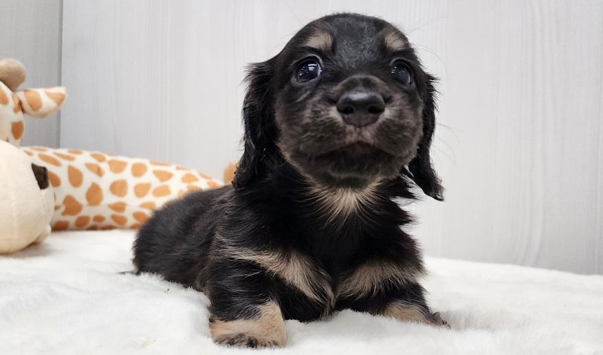 スミレの男の子① ブラック&イエロー男の子