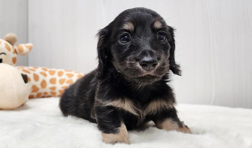 スミレの男の子① ブラック&イエロー男の子