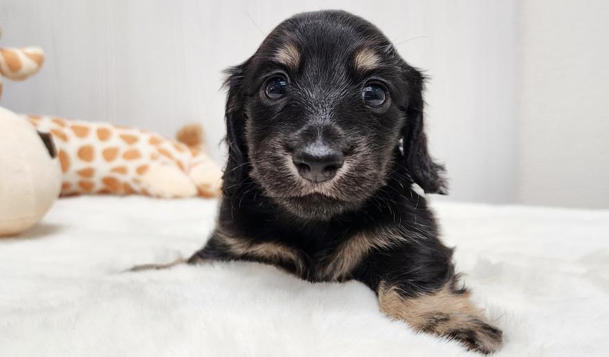 スミレの男の子① ブラック&イエロー男の子