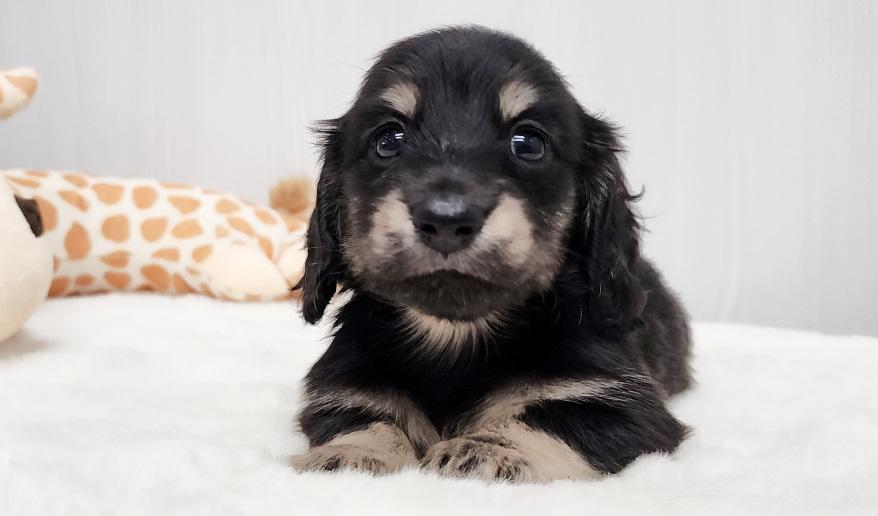 スミレの男の子② ブラック&イエロー男の子