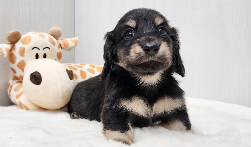 スミレの男の子② ブラック&イエロー男の子