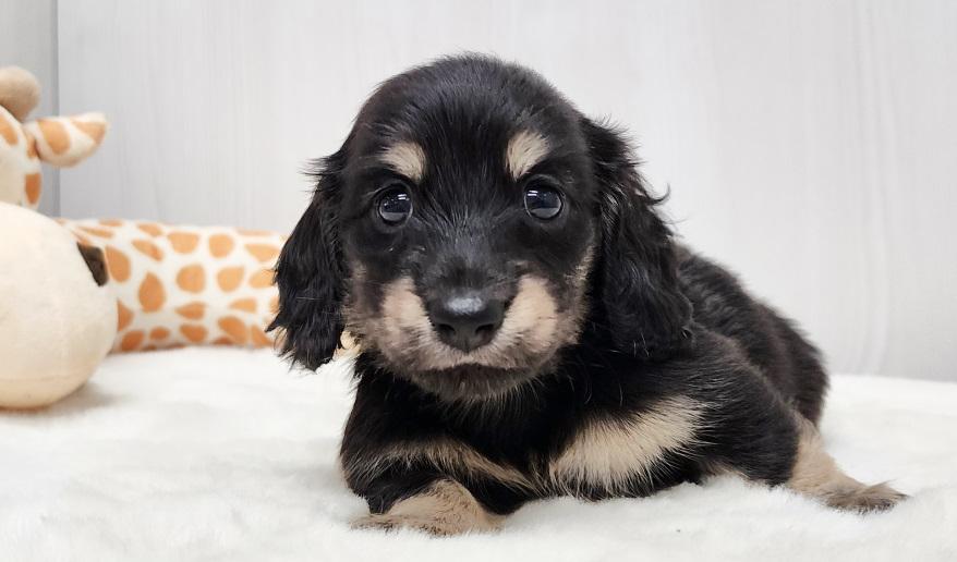 スミレの男の子② ブラック&イエロー男の子