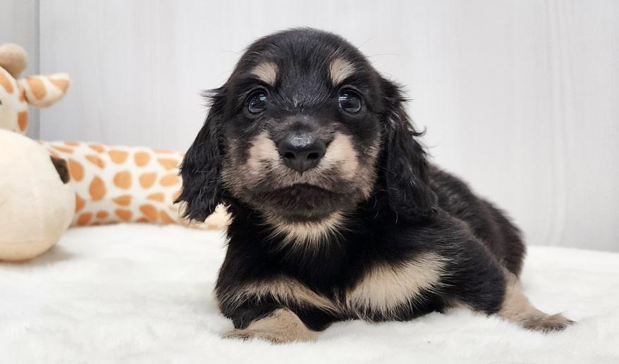 スミレの男の子② ブラック&イエロー男の子