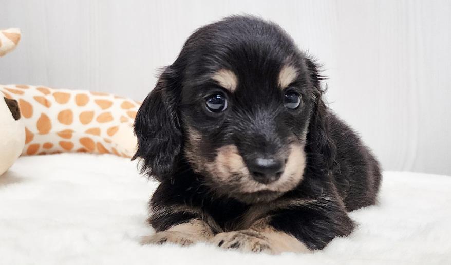 スミレの男の子② ブラック&イエロー男の子