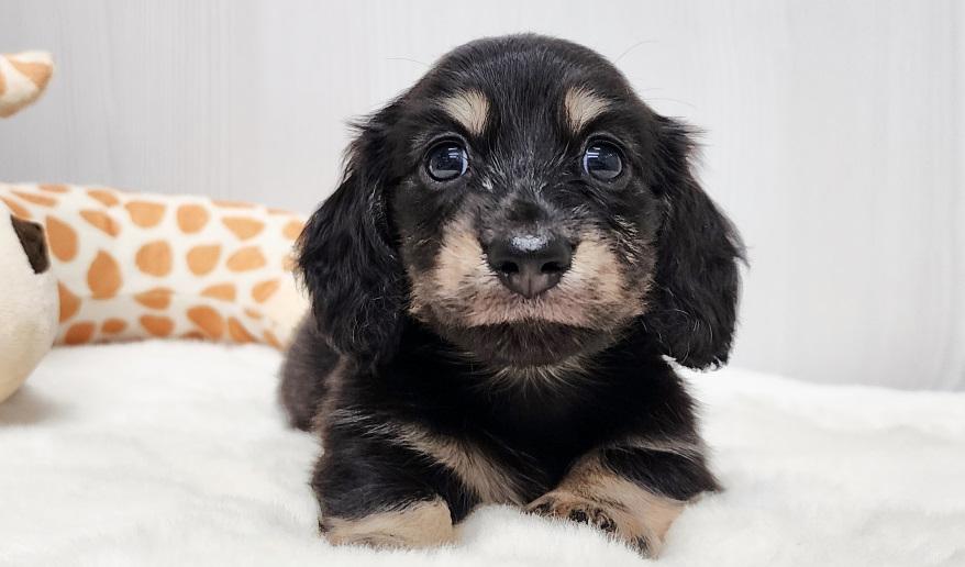 スミレの男の子③ ブラック&イエロー男の子