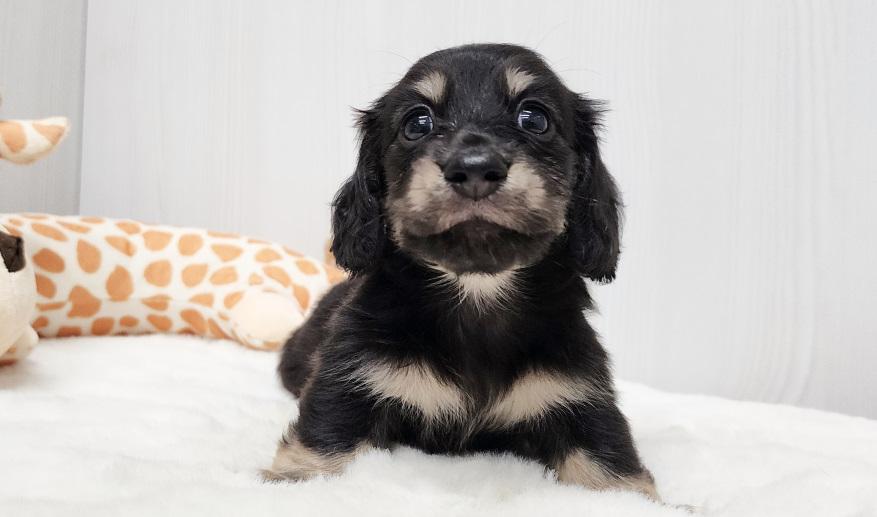 スミレの男の子③ ブラック&イエロー男の子