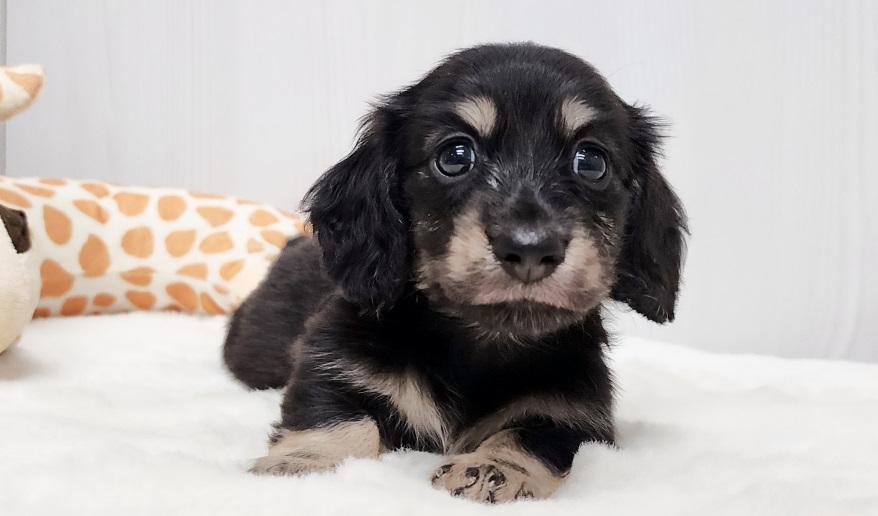 スミレの男の子③ ブラック&イエロー男の子