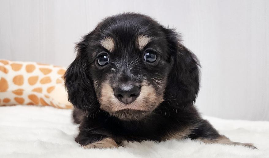 スミレの男の子③ ブラック&イエロー男の子