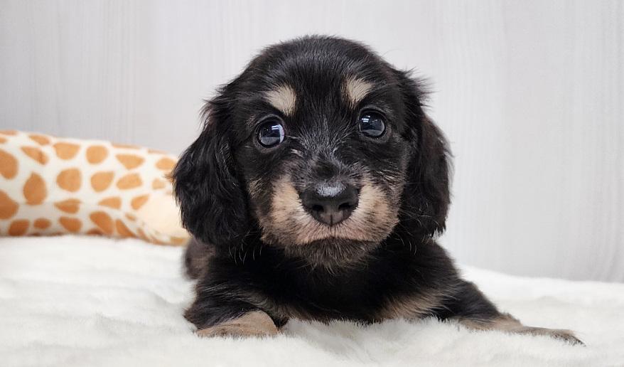 スミレの男の子③ ブラック&イエロー男の子