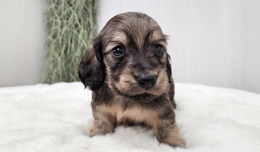 スミレの男の子④ シェーデッド・イエロー男の子