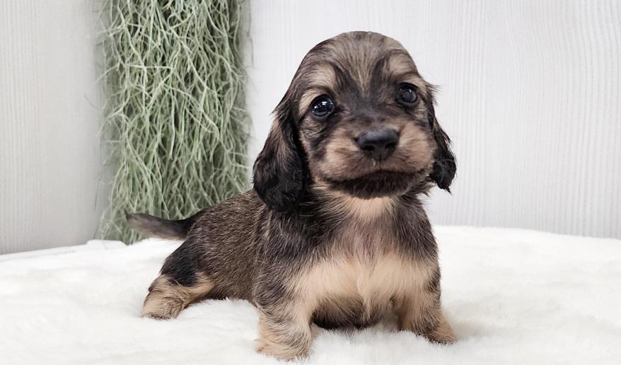 スミレの男の子④ シェーデッド・イエロー男の子