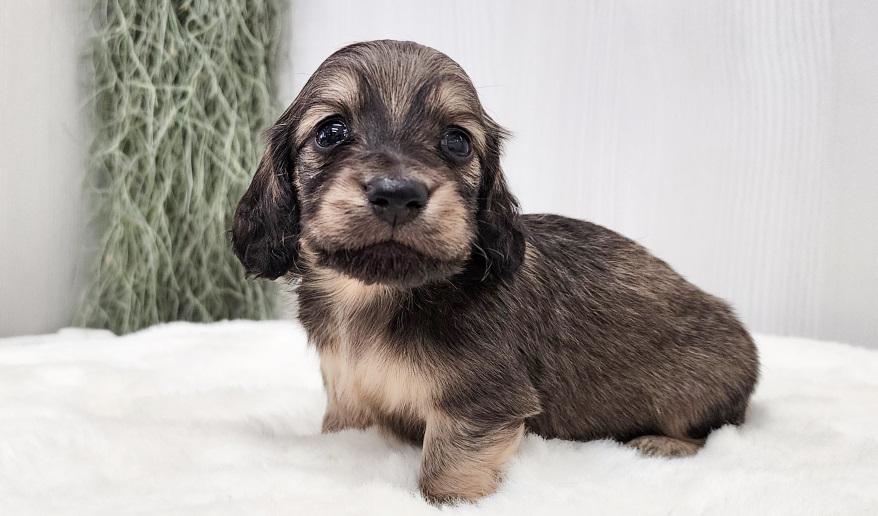 スミレの男の子④ シェーデッド・イエロー男の子