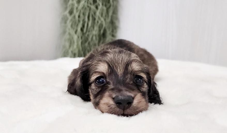 スミレの男の子④ シェーデッド・イエロー男の子