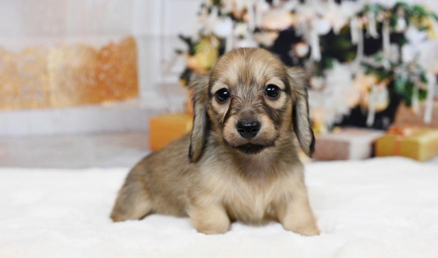 シェーデッド・イエロー 女の子