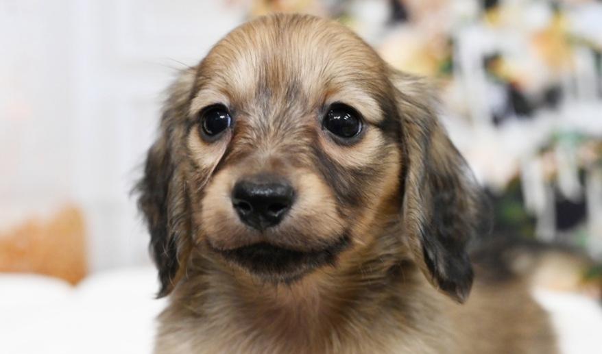 アニのSイエロー女の子① シェーデッド・イエロー女の子