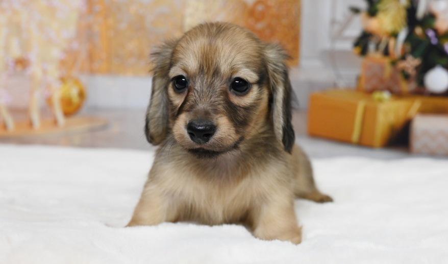 アニのSイエロー女の子① シェーデッド・イエロー女の子