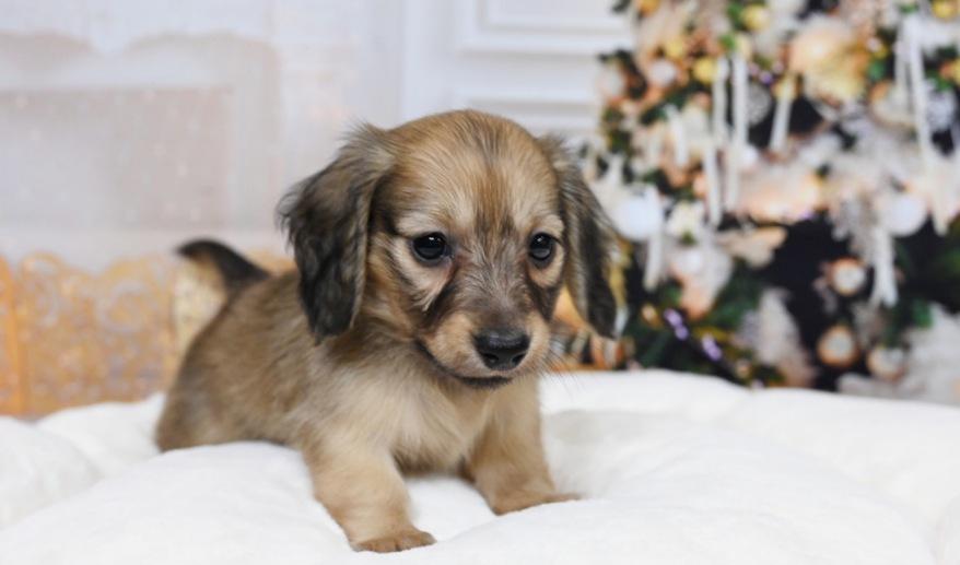 アニのSイエロー女の子① シェーデッド・イエロー女の子