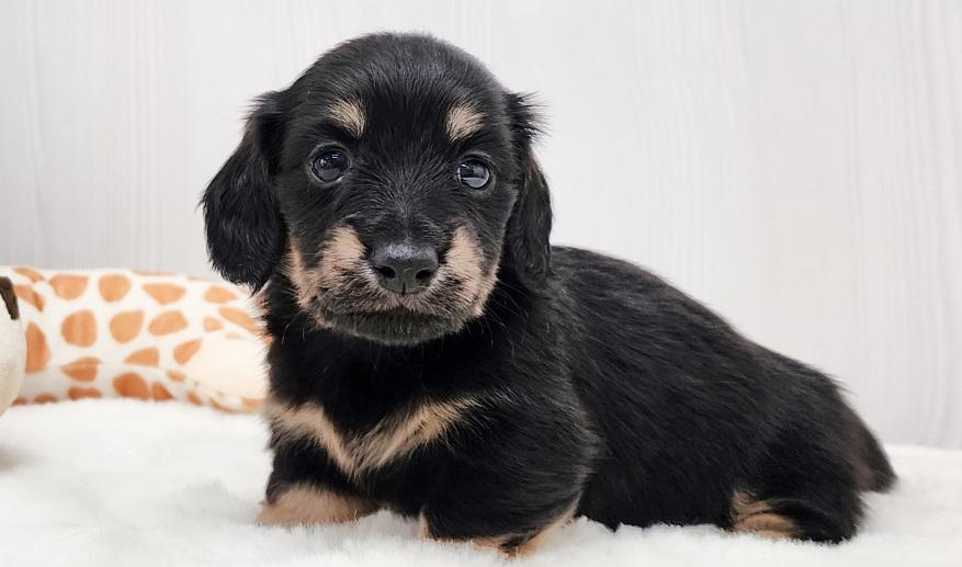 アニのブライエ女の子② ブラック&イエロー女の子