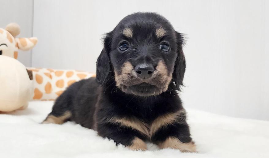 アニのブライエ女の子② ブラック&イエロー女の子