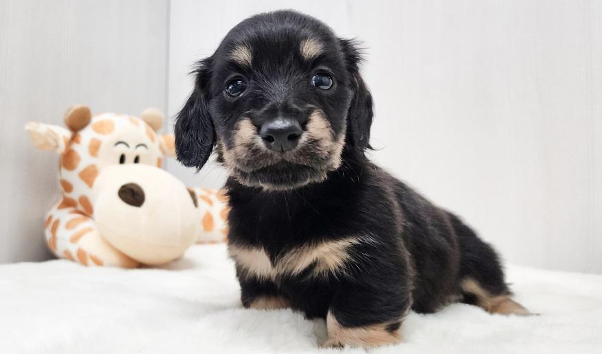 アニのブライエ女の子② ブラック&イエロー女の子