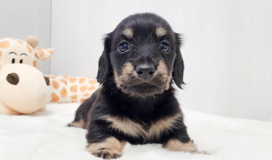 アニのブライエ女の子② ブラック&イエロー女の子