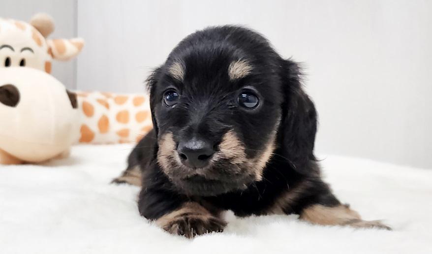 アニのブライエ女の子② ブラック&イエロー女の子